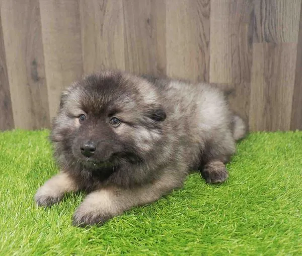 Female Keeshond puppy named Natasha for sale at Waggles Charlotte.