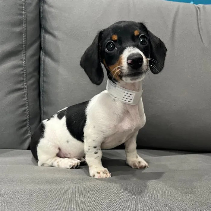Female Dachshund puppy named Bowie for sale at Waggles Charlotte.