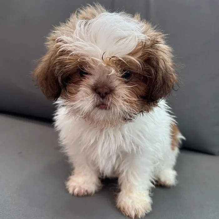 Female Shih Tzu puppy named Dawn for sale at Waggles Charlotte.