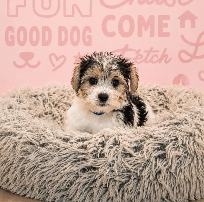 Male Yochon puppy named Herry for sale at Waggles Greensboro.