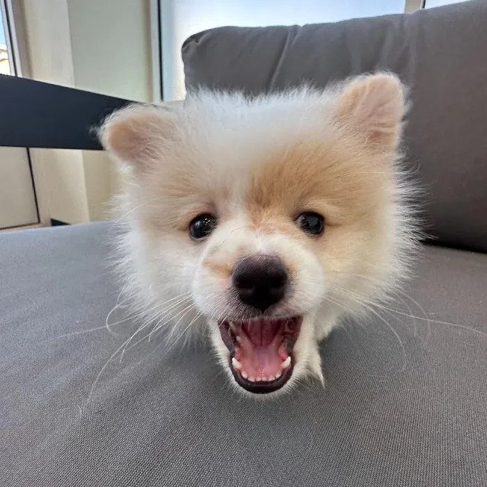 Female Pomeranian puppy named Francine for sale at Waggles Charlotte.
