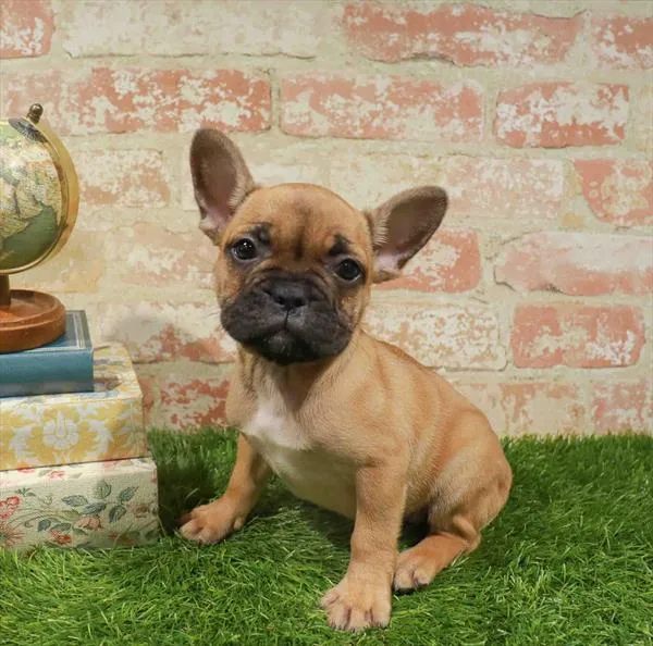 Female French Bulldog puppy named Maxi for sale at Waggles Greensboro.