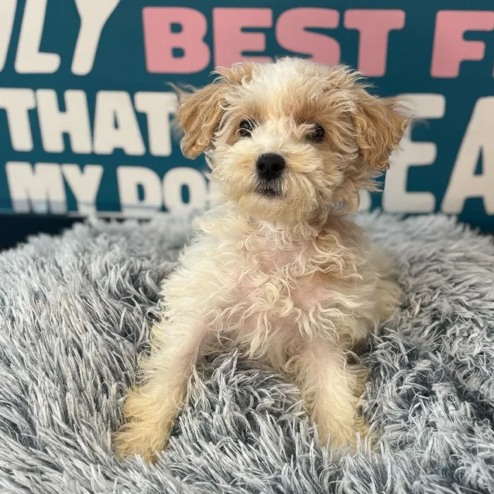 Female Bichapoo puppy named Belle for sale at Waggles Charlotte.