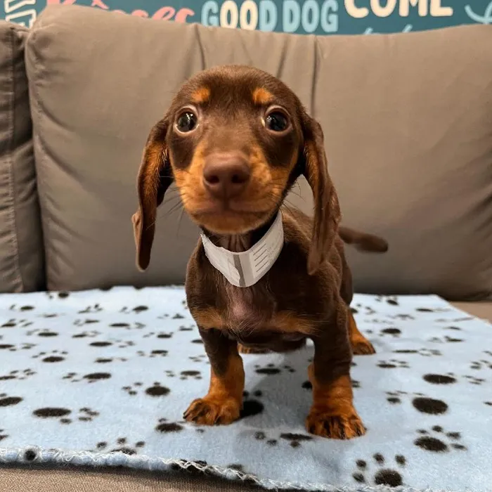 Male Dachshund puppy named Norman for sale at Waggles Charlotte.
