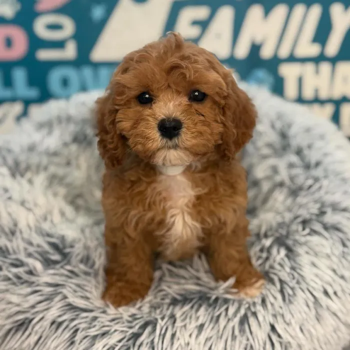 Female Cavapoo puppy named Rosalie for sale at Waggles Charlotte.