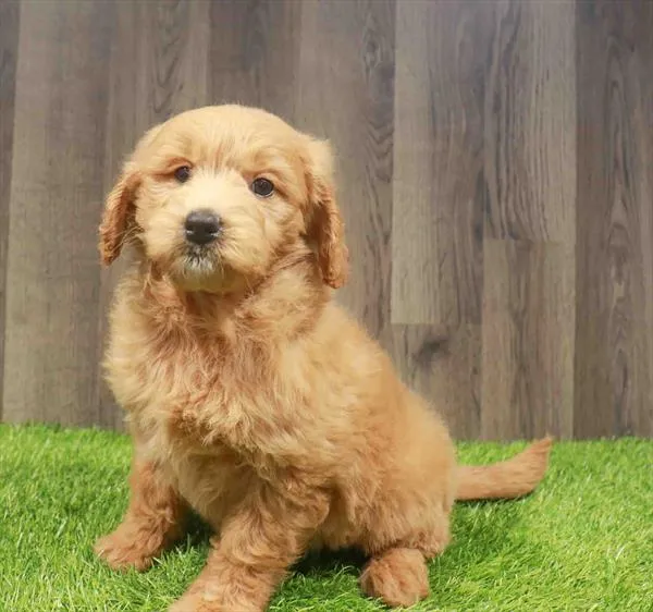 Female Mini Goldendoodle puppy named Becky for sale at Waggles Charlotte.