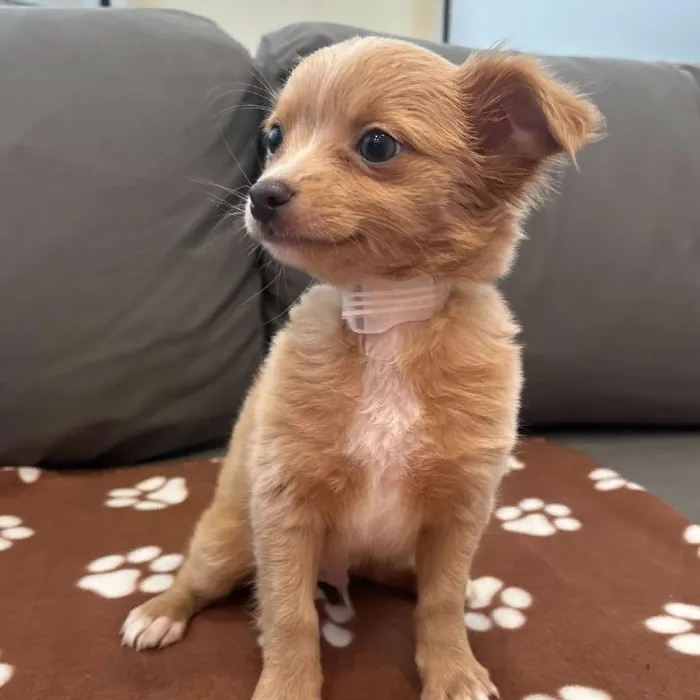 Male Chihuahua puppy named Harris for sale at Waggles Charlotte.