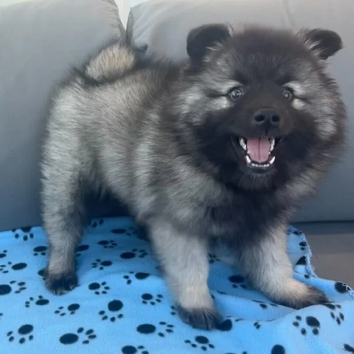 Female Keeshond puppy named Natasha for sale at Waggles Charlotte.