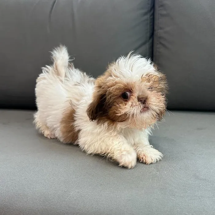 Female Shih Tzu puppy named Dawn for sale at Waggles Charlotte.