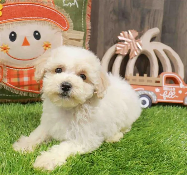 Female Bichapoo puppy named Belle for sale at Waggles Charlotte.
