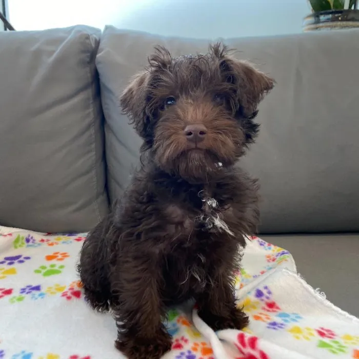 Male Schnoodle puppy named Eddy for sale at Waggles Charlotte.