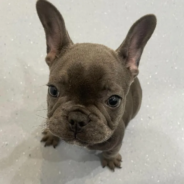 Female French Bulldog puppy named Carmen for sale at Waggles Charlotte.