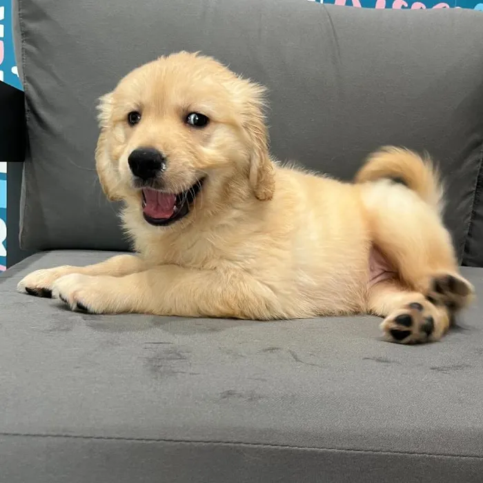 Female Golden Retriever puppy named Josie for sale at Waggles Charlotte.