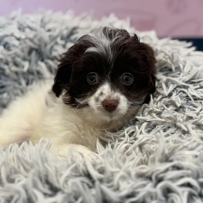 Female Pom-A-Poo puppy named Hazel for sale at Waggles Greensboro.
