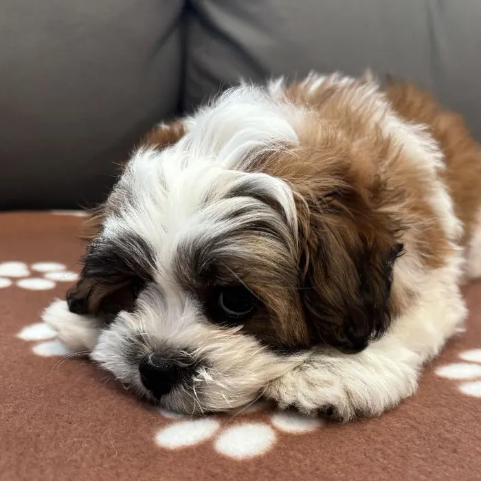Female Teddy Bear puppy named Deliliah for sale at Waggles Charlotte.