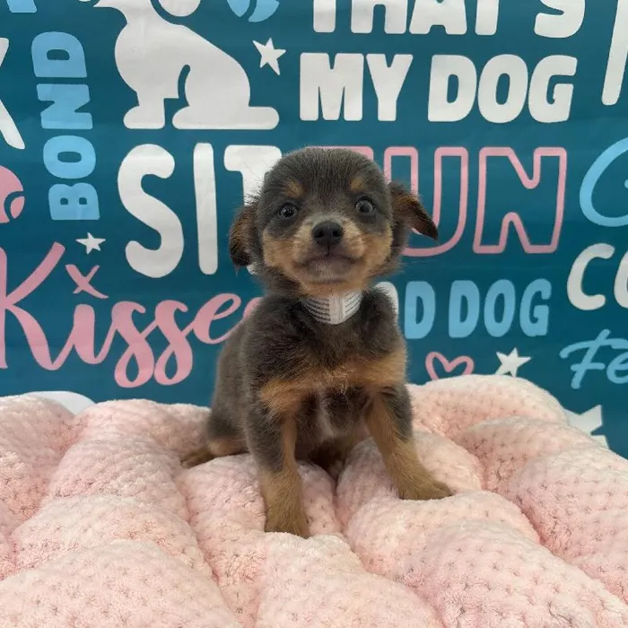 Male Chihuahua puppy named Chip for sale at Waggles Charlotte.