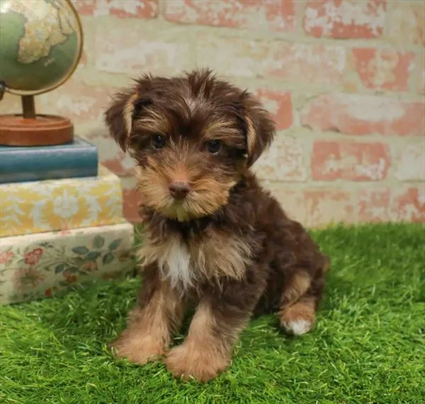 Male Yorkie puppy named Brett for sale at Waggles Charlotte.