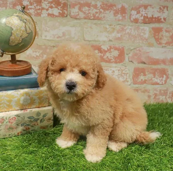 Female Maltipoo puppy named Joy for sale at Waggles Greensboro.