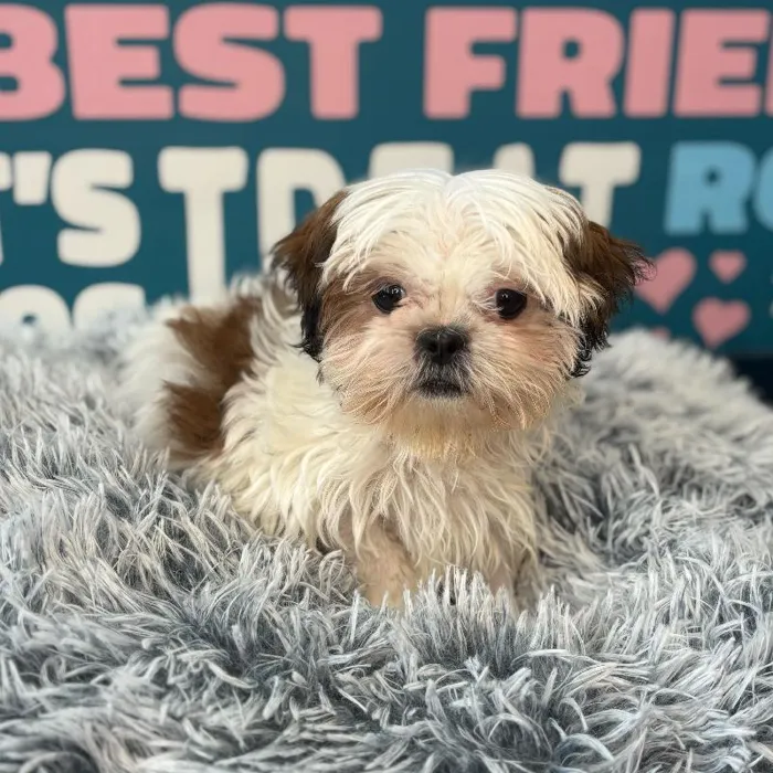 Female Shih Tzu puppy named Muffin for sale at Waggles Charlotte.