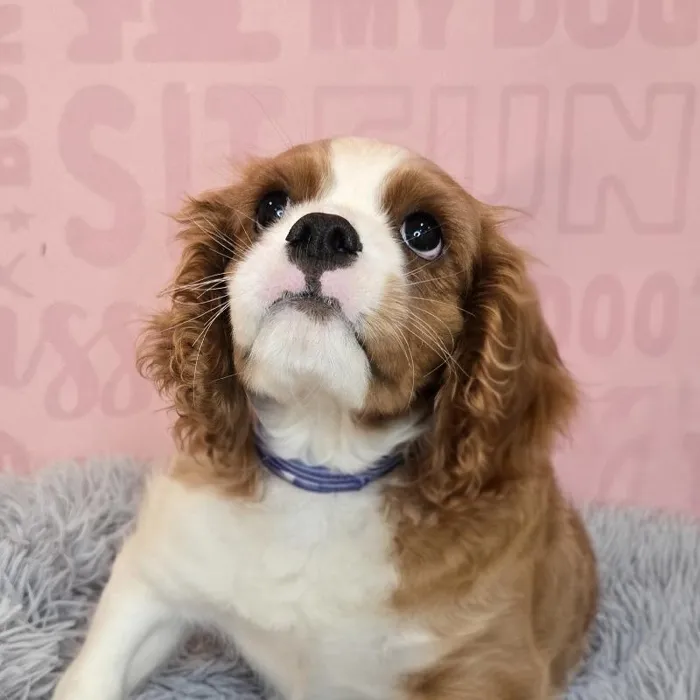 Male Cavalier King Charles Spaniel puppy named Jon for sale at Waggles Raleigh.