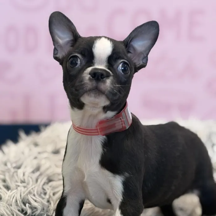 Female Boston Terrier puppy named Blair for sale at Waggles Greensboro.