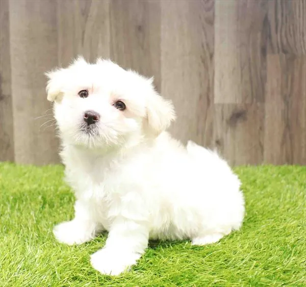 Male Maltese puppy named Pepe for sale at Waggles Charlotte.