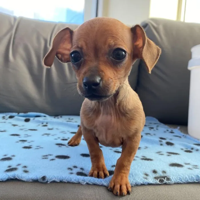 Female Chiweenie puppy named Linda for sale at Waggles Charlotte.