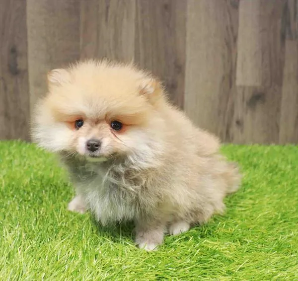 Male Pomeranian puppy named Phoenix for sale at Waggles Charlotte.