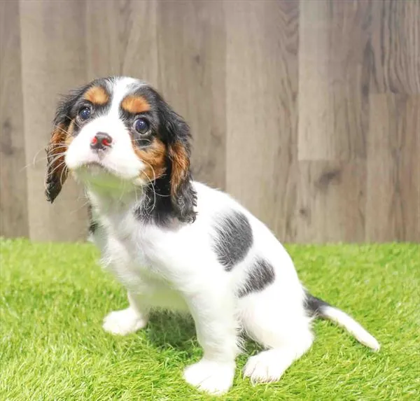 Male Cavalier King Charles Spaniel puppy named Oscar for sale at Waggles Charlotte.