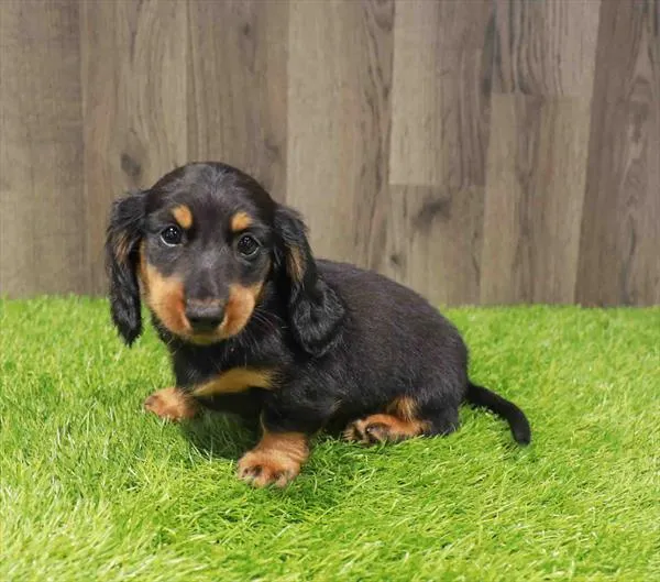 Male Dachshund puppy named Doug for sale at Waggles Charlotte.