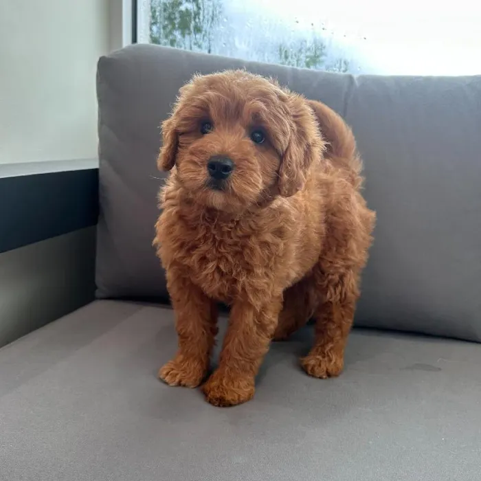 Female Mini Goldendoodle puppy named Ruth for sale at Waggles Charlotte.