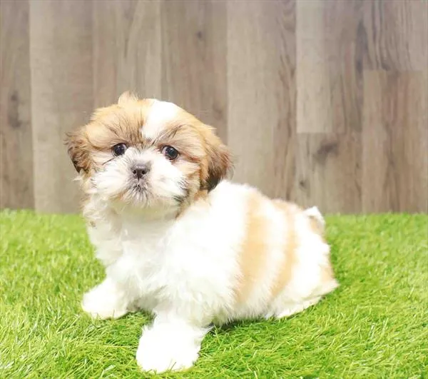 Female Shih Tzu puppy named Lorraine for sale at Waggles Charlotte.