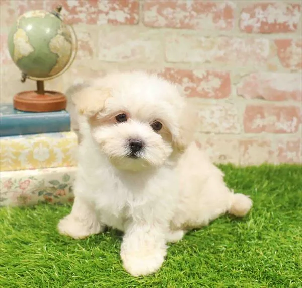 Female Maltipoo puppy named Madeline for sale at Waggles Charlotte.
