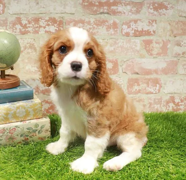 Male Cavalier King Charles Spaniel puppy named Jon for sale at Waggles Raleigh.