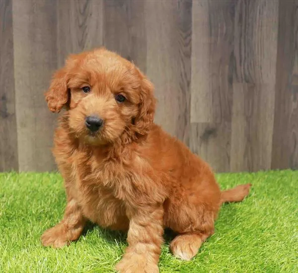 Female Mini Goldendoodle puppy named Jessie for sale at Waggles Charlotte.