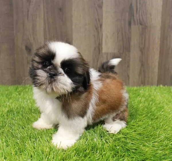 Female Shipoo puppy named Tory for sale at Waggles Greensboro.