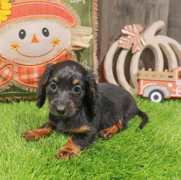 Female Dachshund puppy named Bray for sale at Waggles Greensboro.