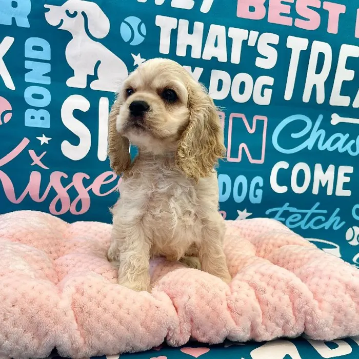 Male Cocker Spaniel puppy named Hunter for sale at Waggles Charlotte.