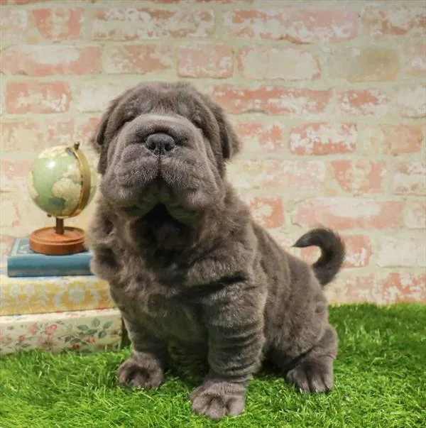 Male Shar Pei puppy named Ollie for sale at Waggles Raleigh.