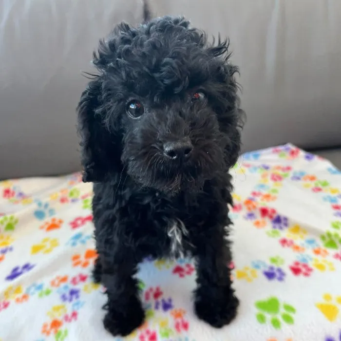 Female Cavapoo puppy named Maeve for sale at Waggles Charlotte.