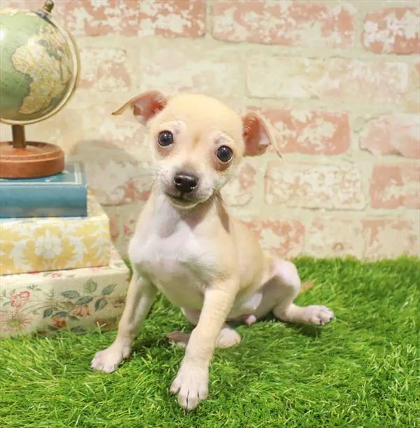 Female Chihuahua puppy named Annie for sale at Waggles Charlotte.