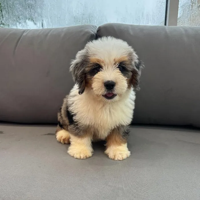 Male Mini Bernedoodle puppy named Cody for sale at Waggles Charlotte.