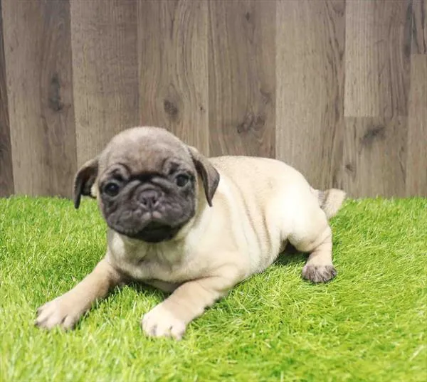 Female Pug puppy named Madison for sale at Waggles Charlotte.