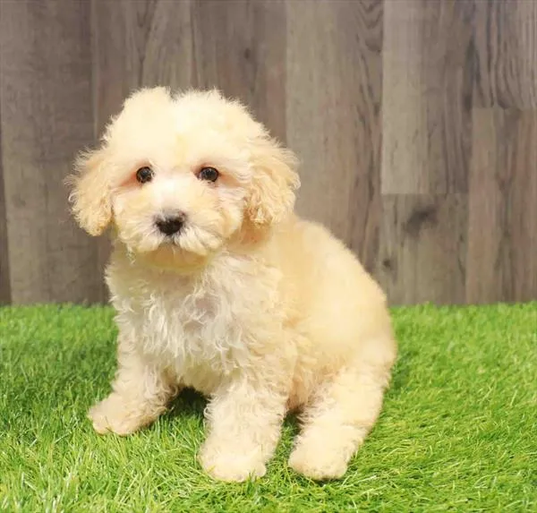 Male Poodle puppy named Ken for sale at Waggles Charlotte.