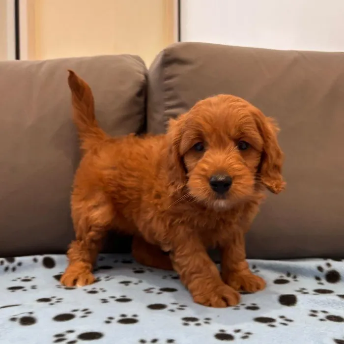 Female Mini Goldendoodle puppy named Jessie for sale at Waggles Charlotte.