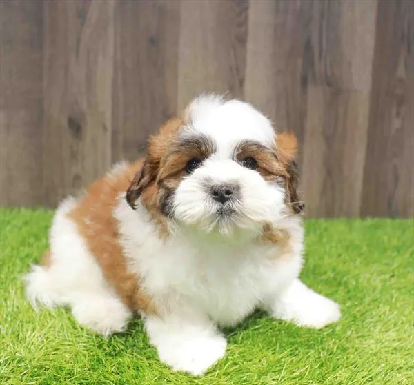 Female Teddy Bear puppy named Deliliah for sale at Waggles Charlotte.