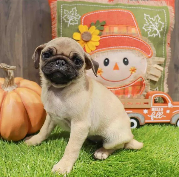 Female Pug puppy named Pamela for sale at Waggles Greensboro.