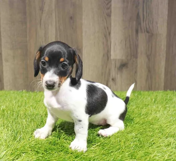Female Dachshund puppy named Bowie for sale at Waggles Charlotte.