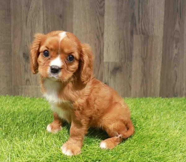 Male Cavalier King Charles Spaniel puppy named Elijah for sale at Waggles Charlotte.