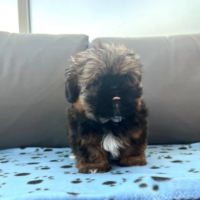Female Shih Tzu puppy named Ginny for sale at Waggles Charlotte.